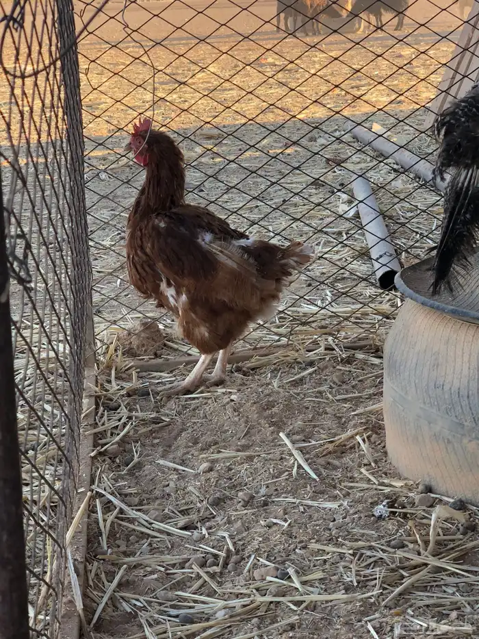 دجاج لوهم العدد ثلاث حبات حد 100 جمله 0