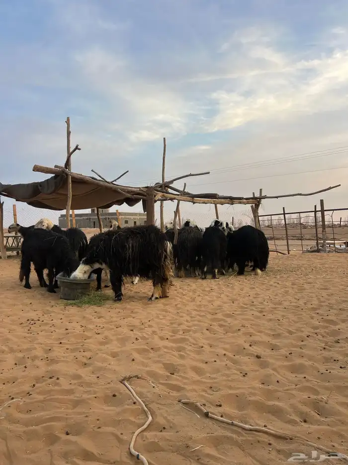 مراح نجد بفحلها 0