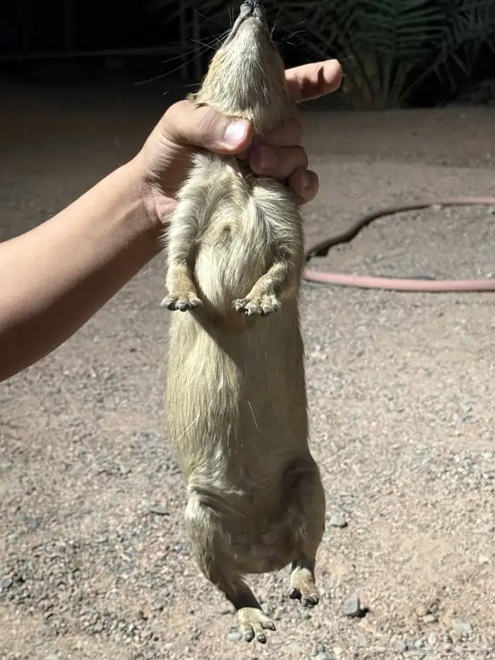 و ب ر ا ن للبيع 12