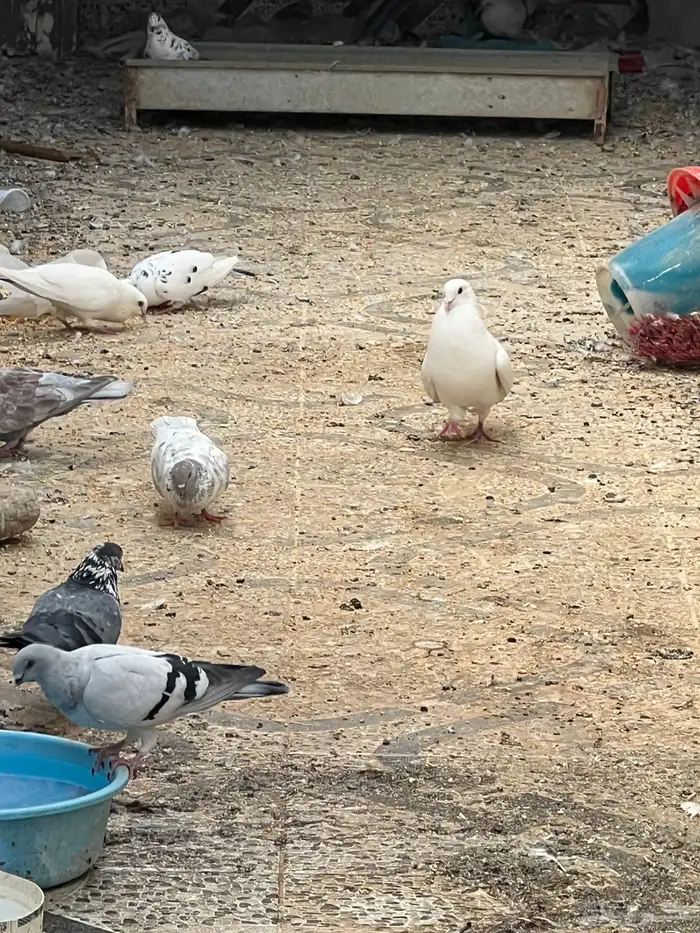 حمام للبيع فيه جمله وت فريدي الجملة 250 العدد 22 حمامه منتج 9