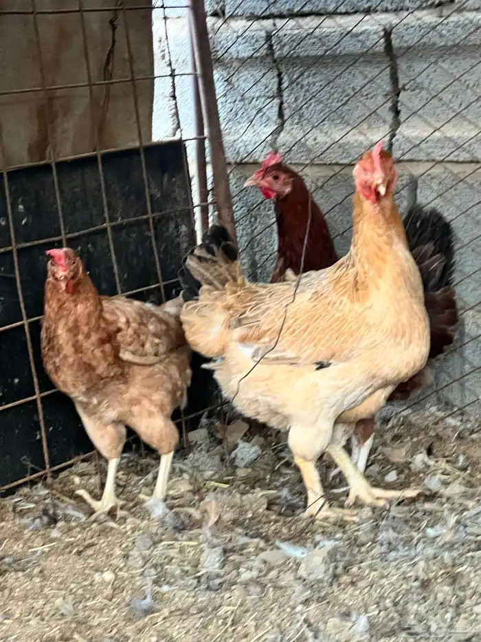 للبيع دجاج ديك تركي طيبه 1