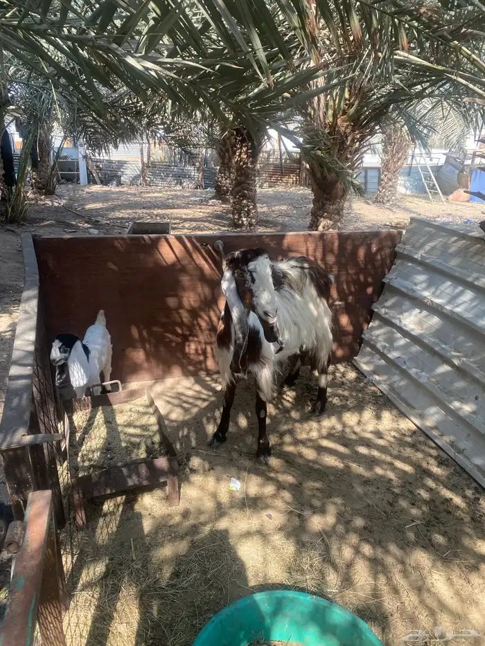 عنز جرم وصحه ونظافه يتبعها عناق روم وسلم 0