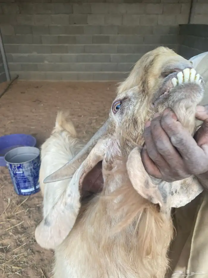 تيس فحل حار رباع مشروط على مل شي صحه وقريع وخراره 0