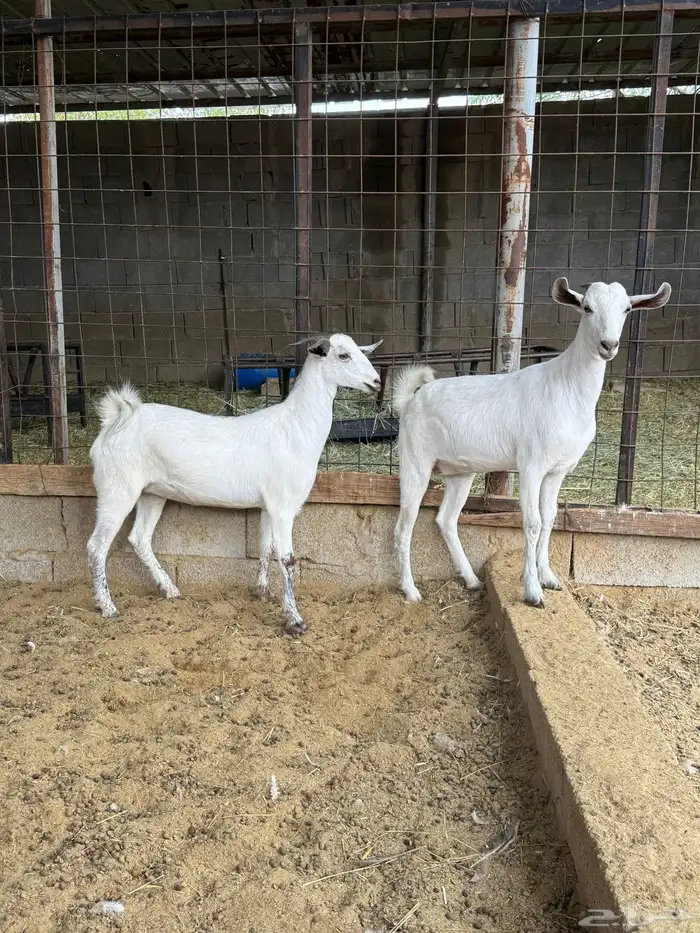 جفار على الشرط 10