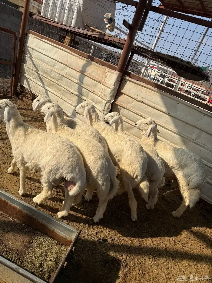 طليان وتيوس ذبايح نظيفه ع الشرط ( سلخ وتوصيل ) 3