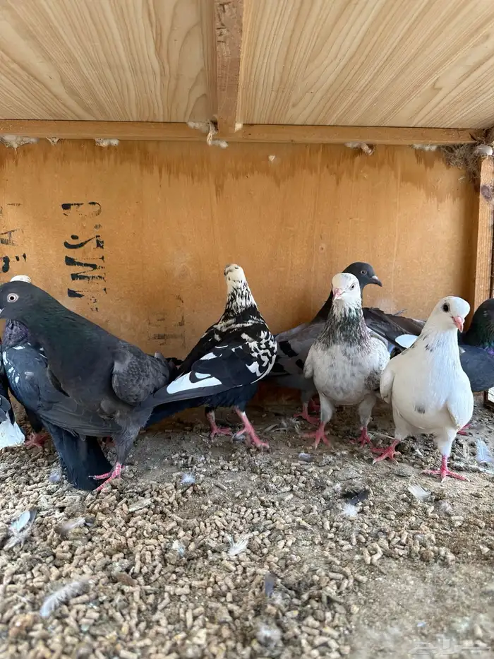 حمام هندي وقطائف 12