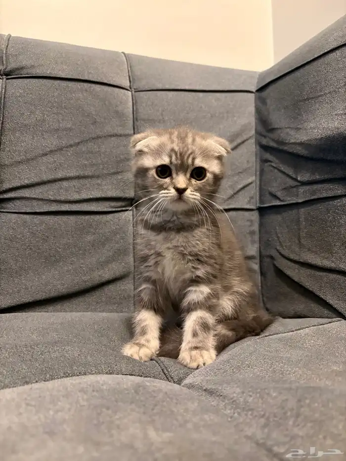 قطط سكوتش فولد للبيع 1