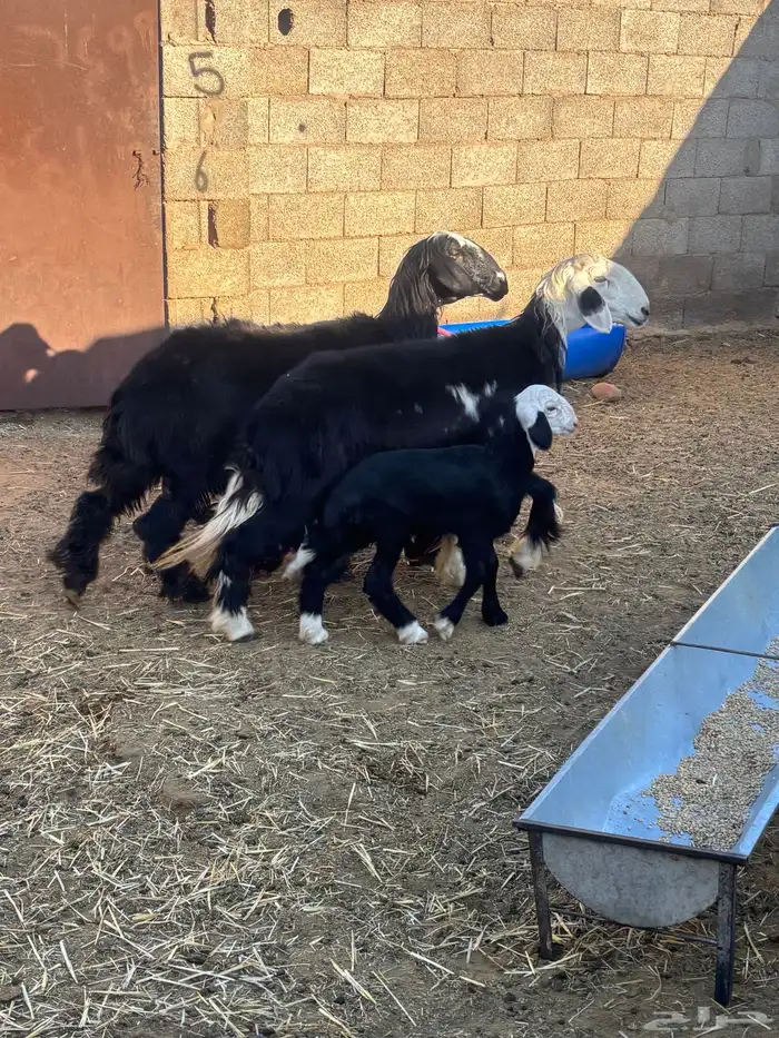 للبيع رخال ثنايا مواليد 1