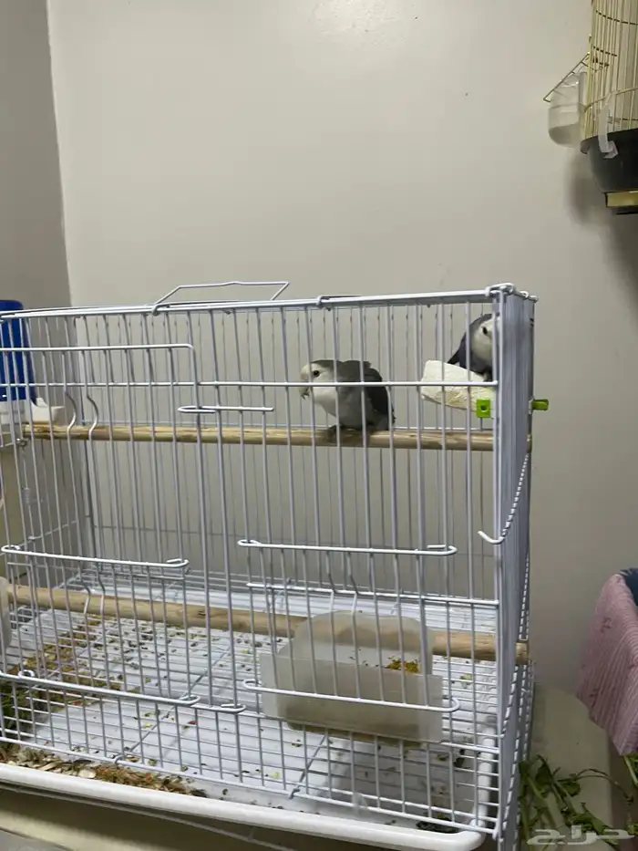 طيور روز ذكر وأنثى وألوان حلوة 1