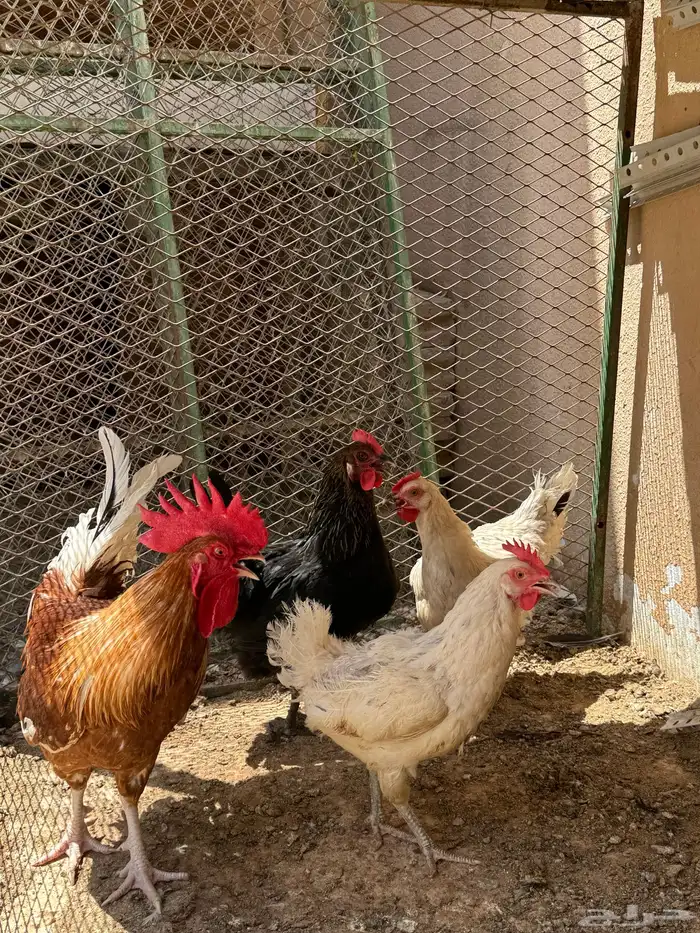 دجاج تركي منتج 19