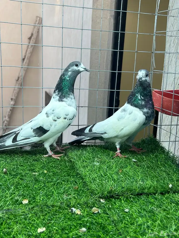 حمام باكستاني علي ولا 2