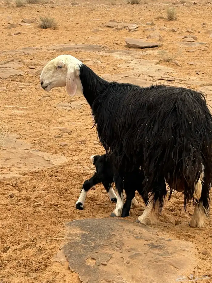 ظان مواليد أسنانها توها مسدسه ديوسها على شطر واحد معها ثلاث 2