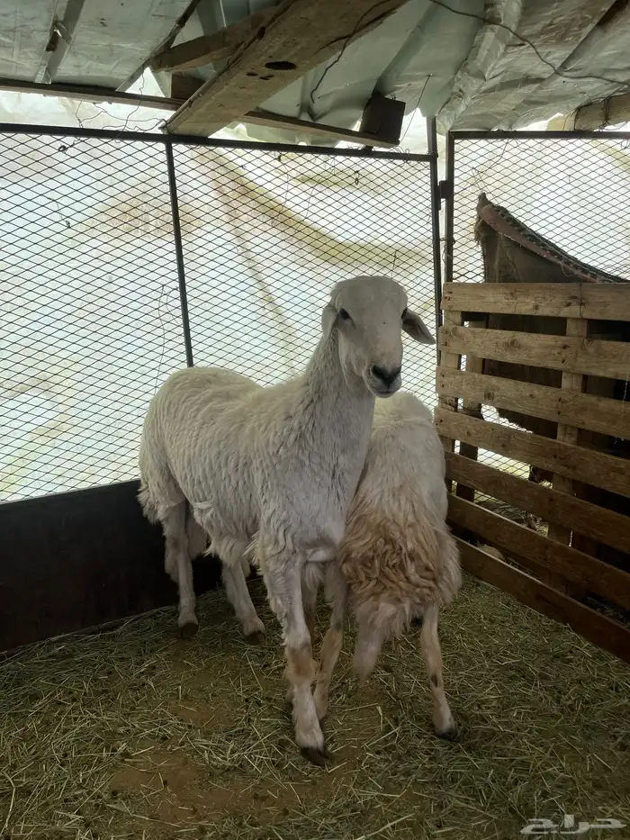 طلي فحل للبيع 4