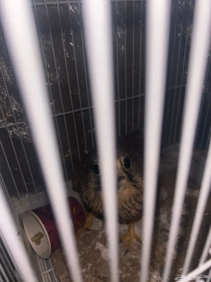 شبوت للبيع ع السوم 1