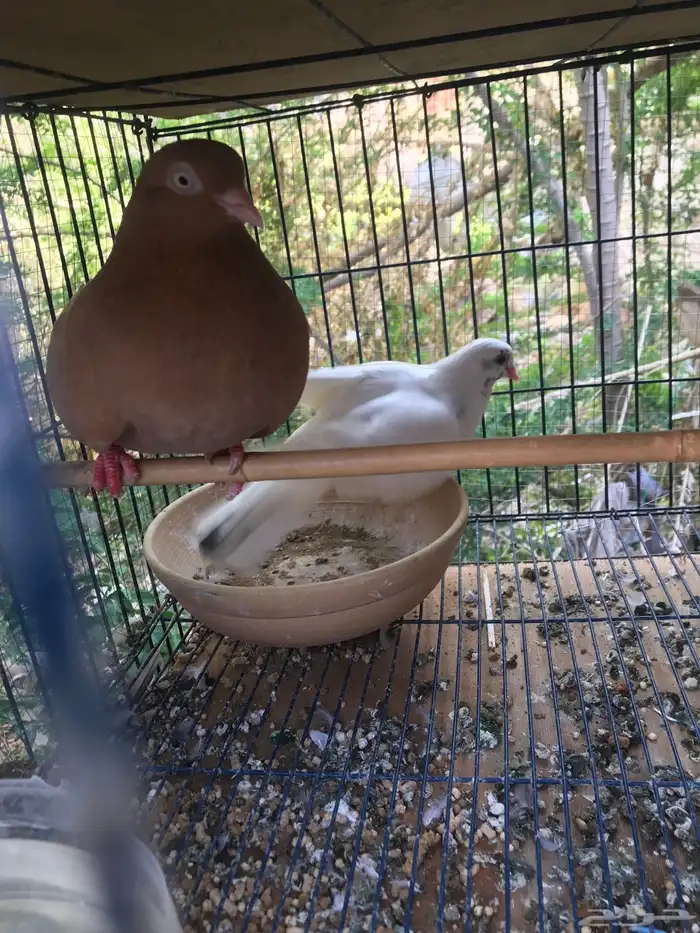 قلاب كوره الوان حلوه 14