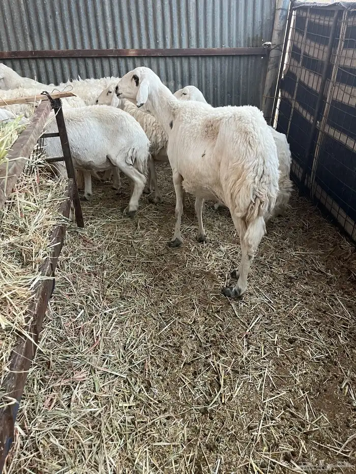 للبيع شياه 5