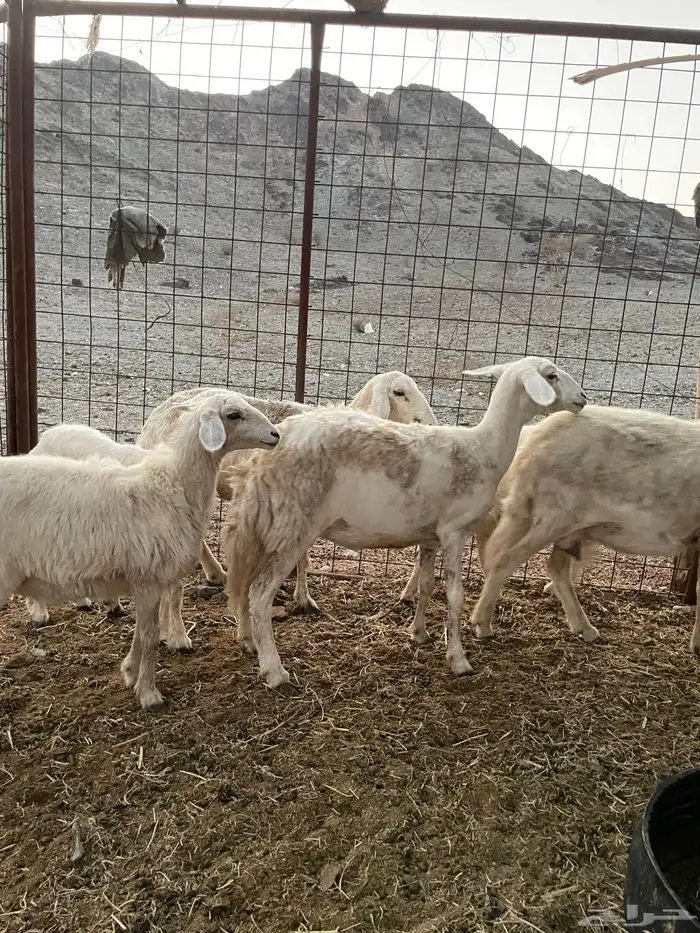 ضان ولد حبص 1