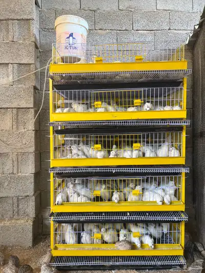 سمان تاكساس جامبو بيور index