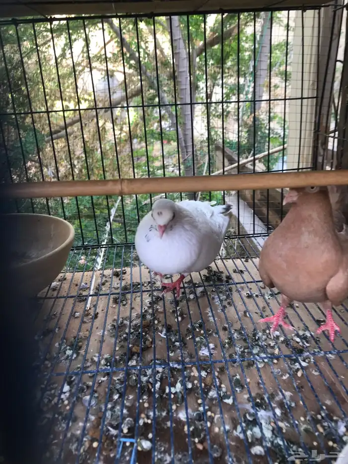 قلاب كوره الوان حلوه 12