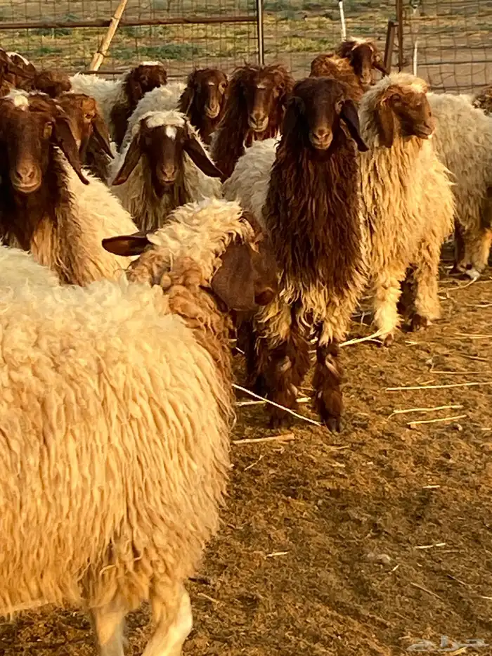 امراح نعيم مقاني 3