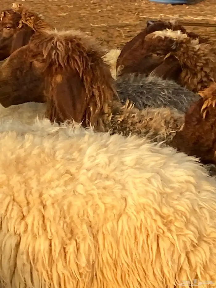 امراح نعيم مقاني 4