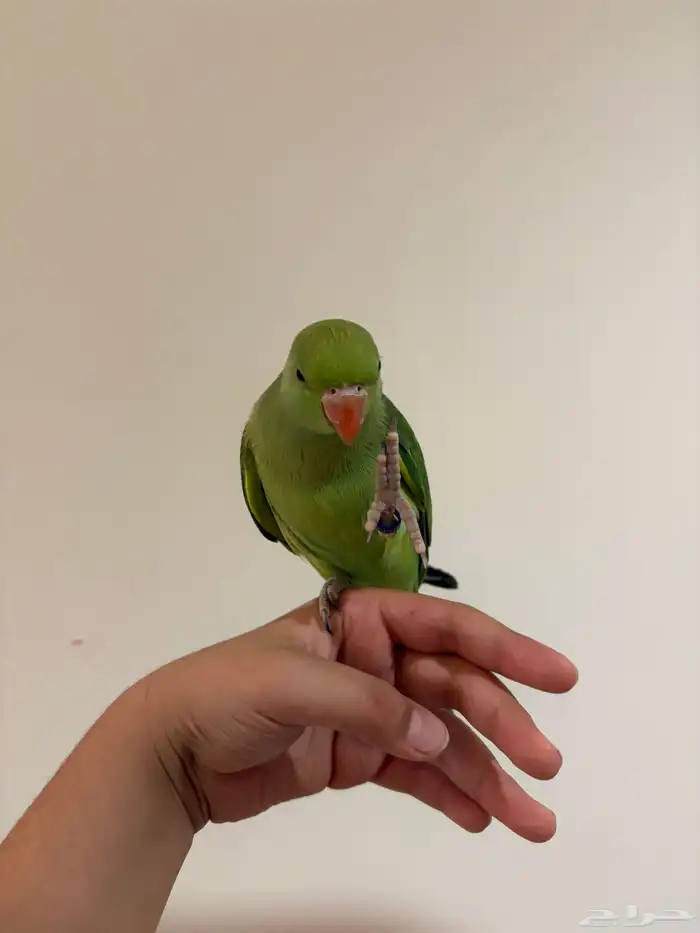 دره هنديه أليفه متكلمه 17