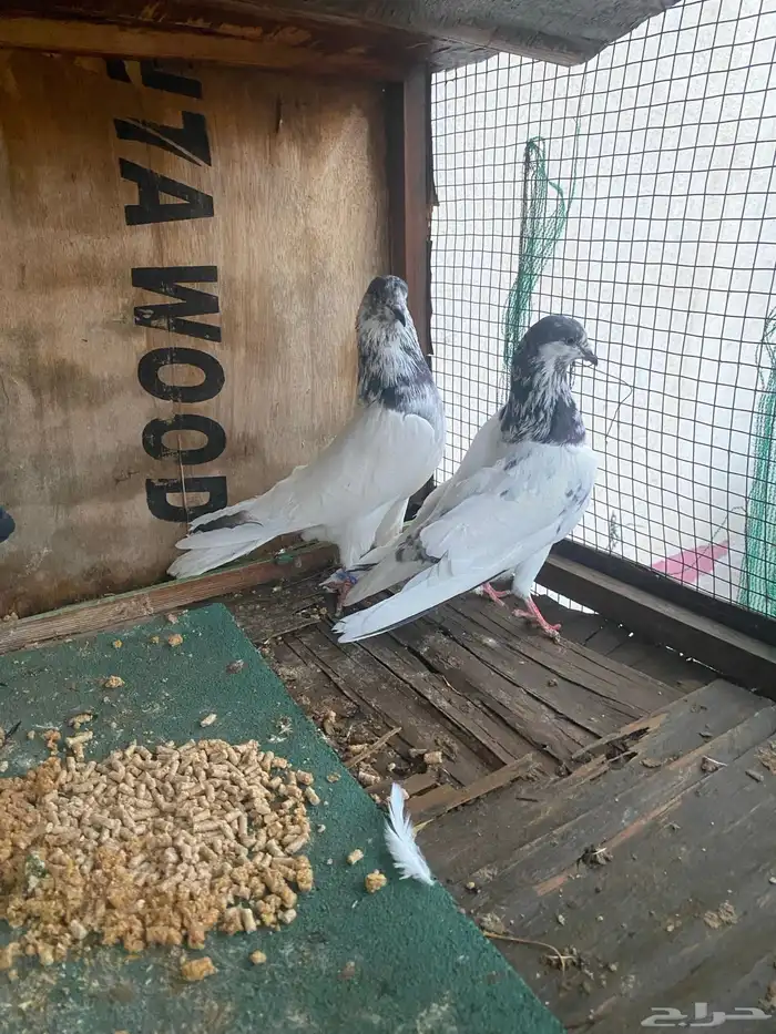 جوز بتيراء بعياله 10