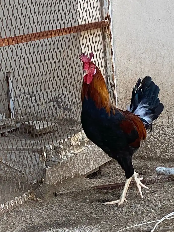 ديوك ترثه (تم البيع) 0