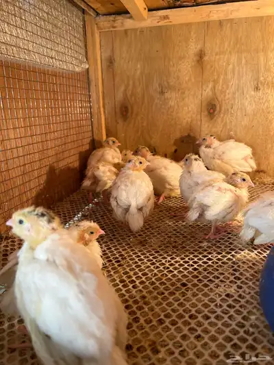 سمان تكساس index