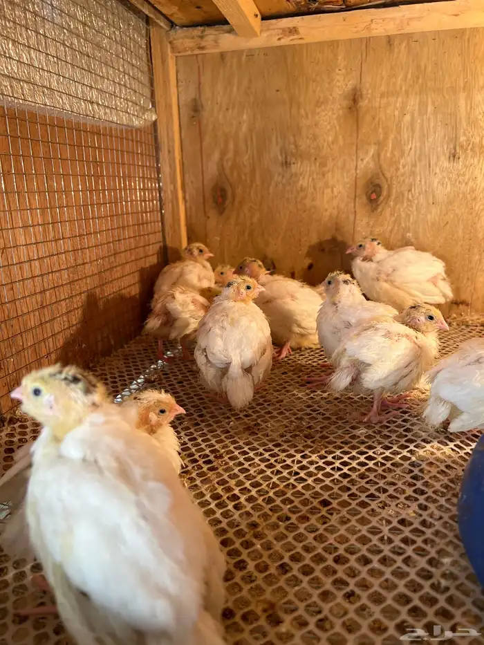 سمان تكساس 0