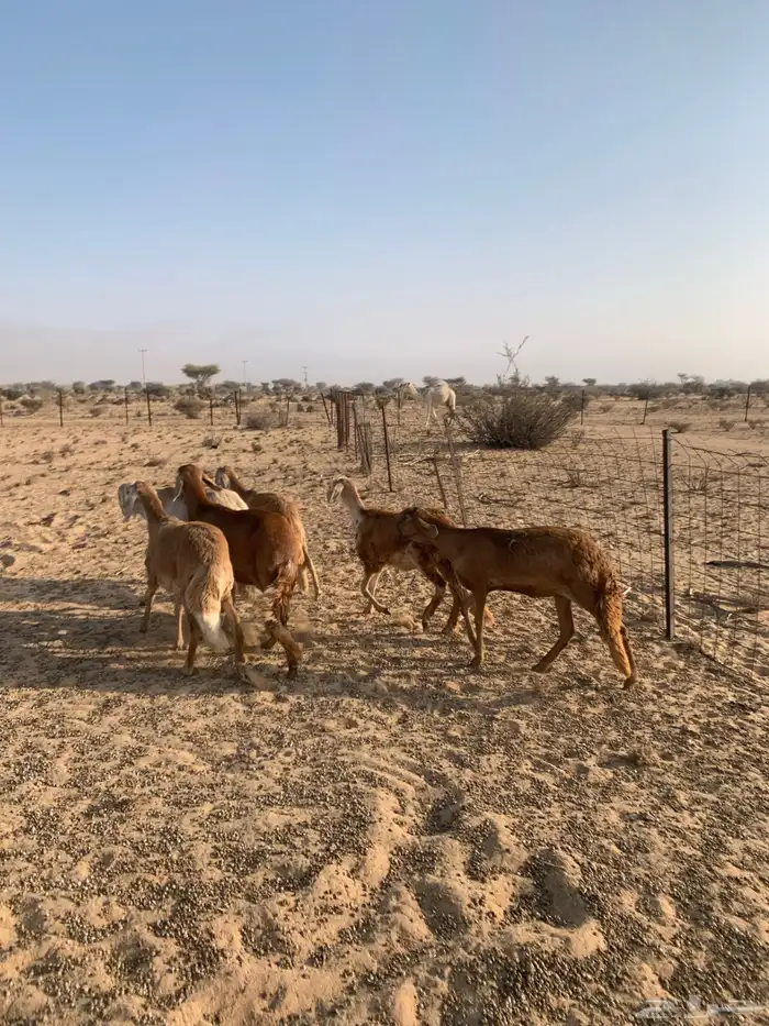 رخال سواكن صنف الصنف 0