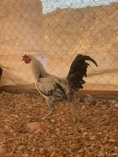 البيع ديك هندي index