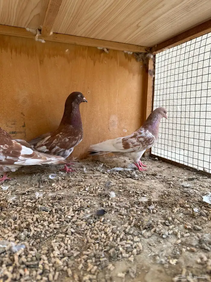 حمام هندي وقطائف 2