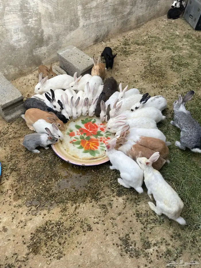 ارانب للبيع 1