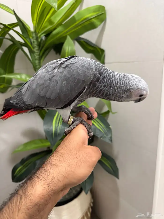 فرخين كاسكو 1