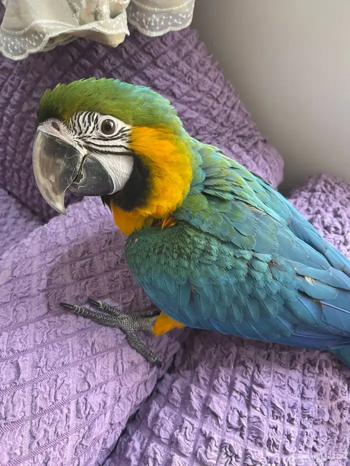 لأهل التمييز والنوادر والهدد فرخ مكاو هارلي قولد 1