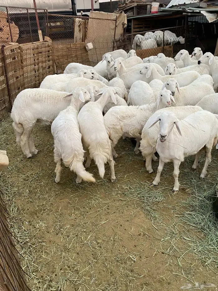 رخال للبيع بيشة 5