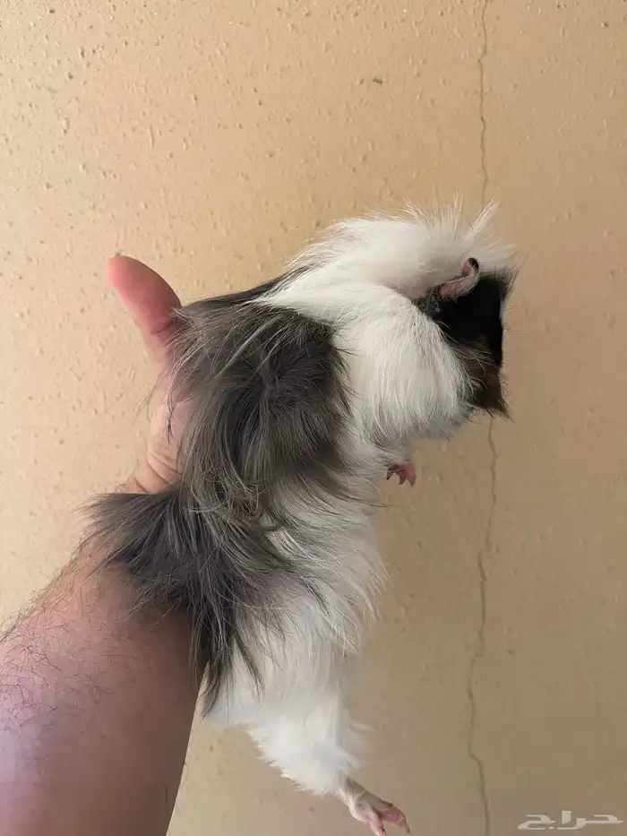 ذكر وبرة وثنتين إناثي منتجين وكبار 4