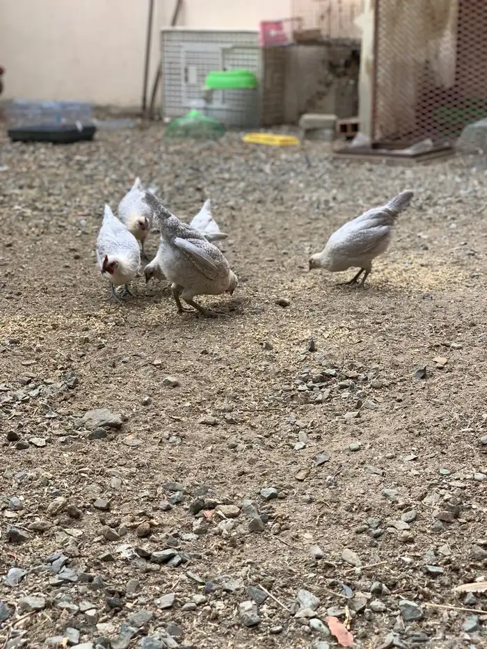 دجاج فيومي قولد ( بشاير ) 10