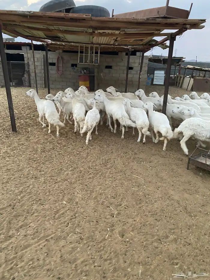 رخال للبيع بيشة 3