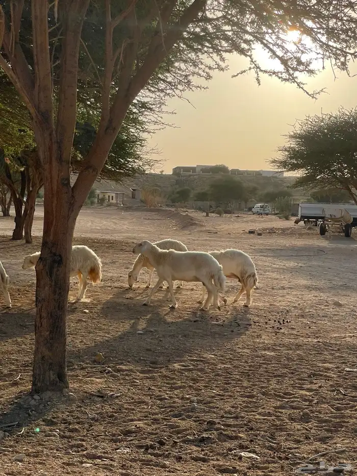 غنم حريات 20 راس دفيع شرط سونار 5