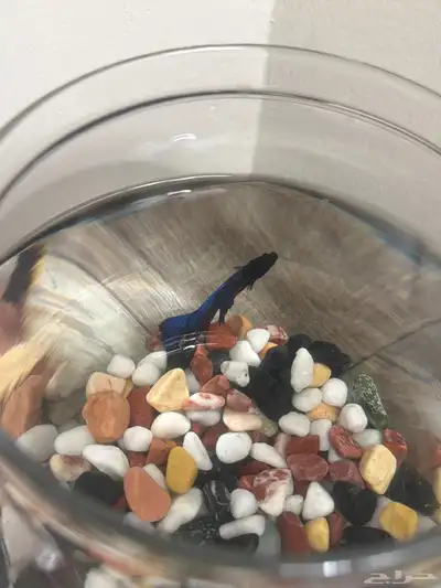 سمك زينة للبيع index