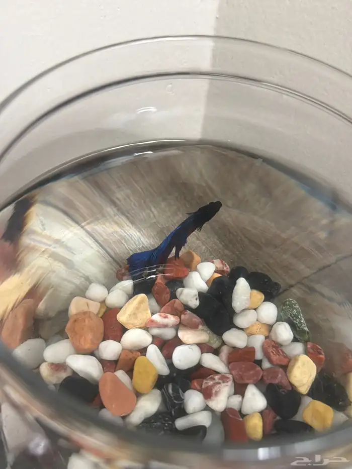 سمك زينة للبيع 1