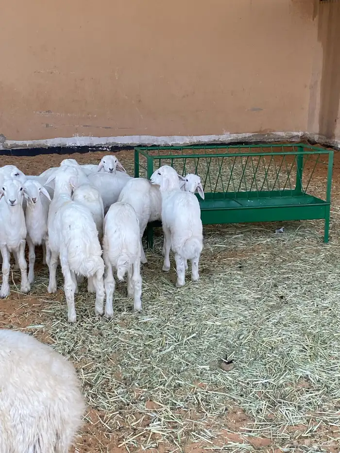 ذبايح للبيع 0