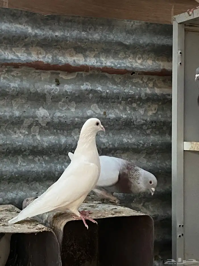 حمام فرنسي  سلفر  بكستاني 1