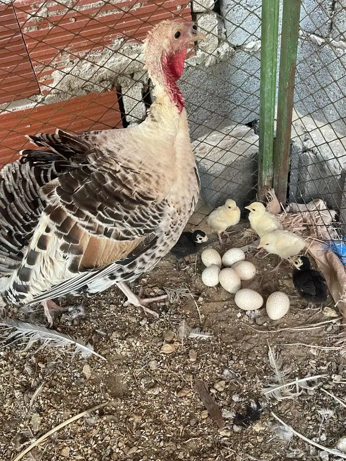 دجاجة رومية معها 5 فروخ وباقي 7 بيضات للحين مافقست 3
