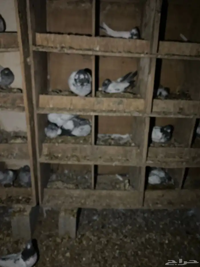 حمام باكستاني امهات 13