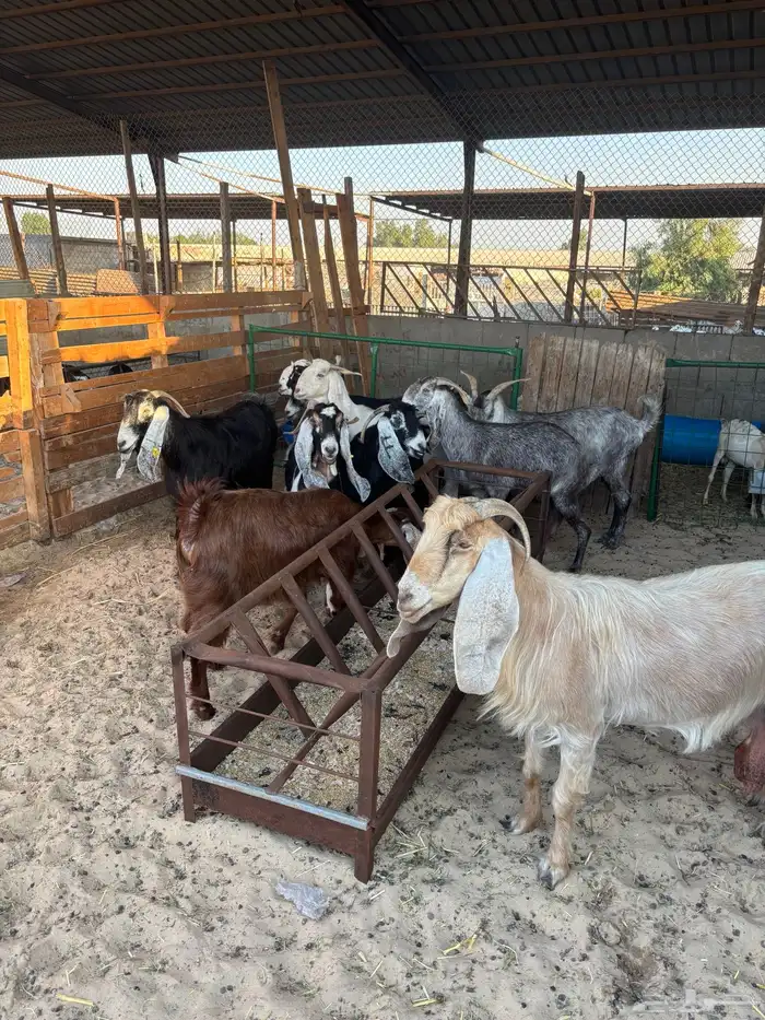 ماعز عوارض 2