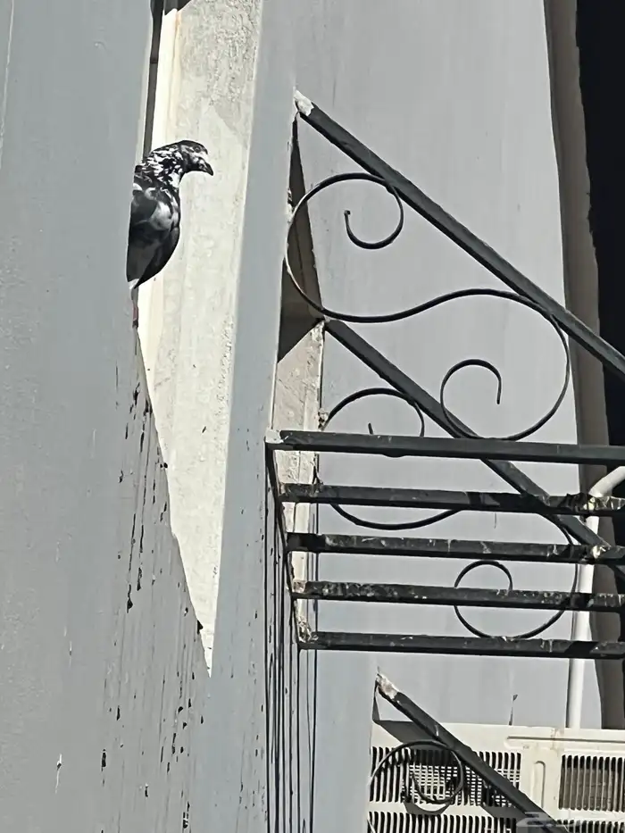 حمام للبيع فيه جمله وت فريدي الجملة 250 العدد 22 حمامه منتج 17