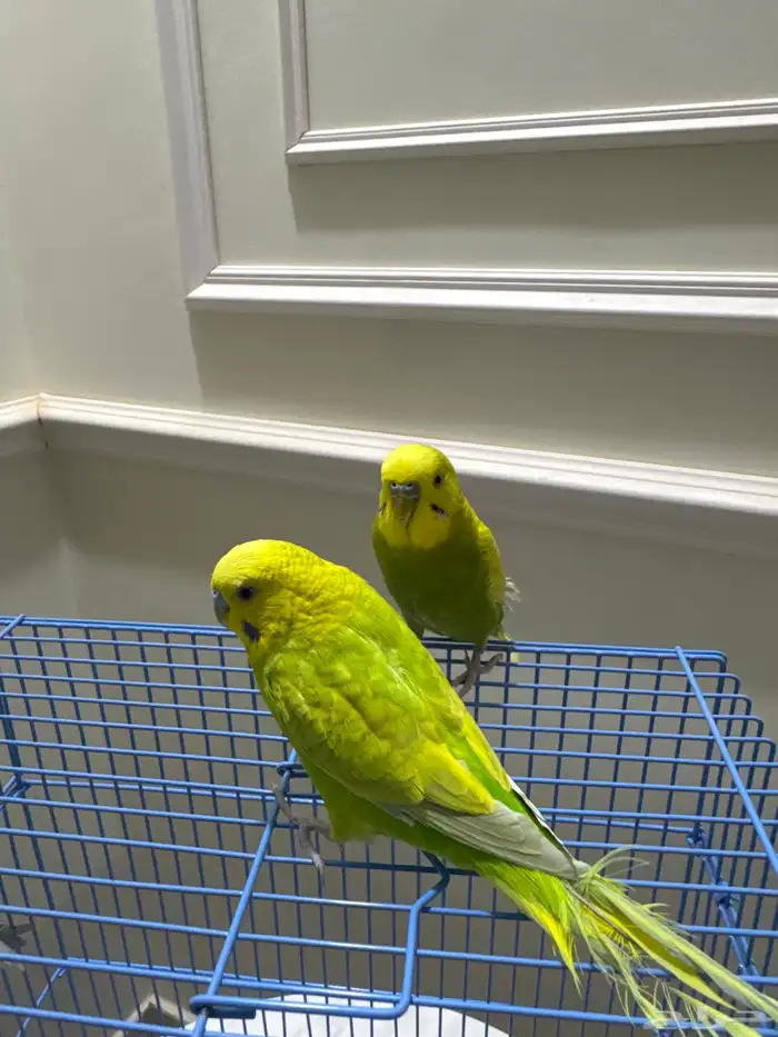 عصفاير ثلاث 4